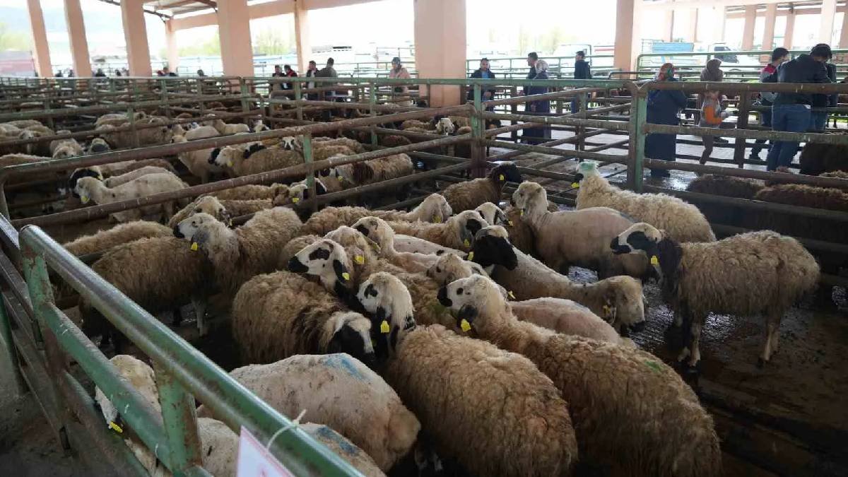 Kurban Bayramı Nereden Geliyor, Amaçlanan Nedir?